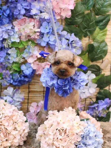 20250624もかちゃん